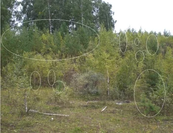 Реликтовый лес