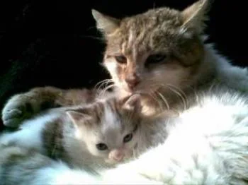 Малыш. Веселые приключения зверушек