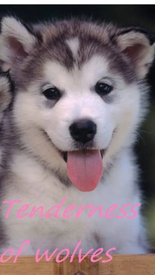 Tenderness of wolves (Нежность волков) + III глава