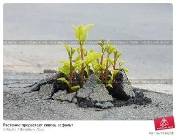 Живите себе...