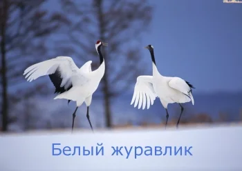 Белый журавлик - стихи из юности
