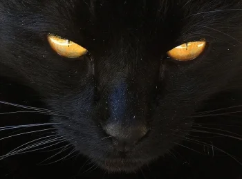 Черная кошка